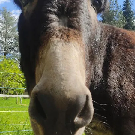 Le Bois Des Fees De Chazelles B&B