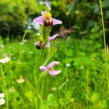 Le Bois Des Fees De Chazelles B&B Chazelles (Charente)