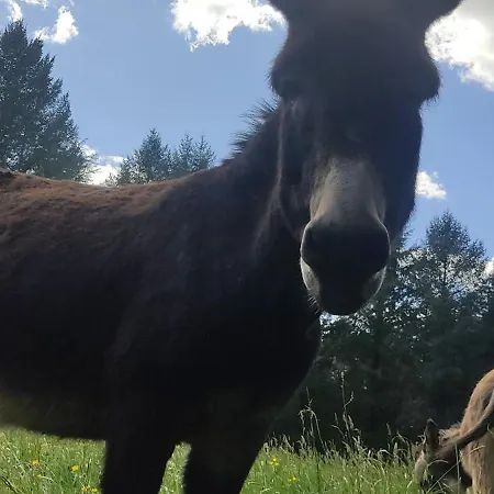 B&B Le Bois Des Fees De Chazelles Chazelles (Charente)