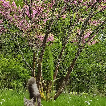 B&B Le Bois Des Fees De Chazelles